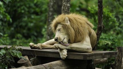 Tembo, un lion du zoo de Jayake (Salvador) fait sa toilette comme un gros chat, le 8 juin 2012. (JOSE CABEZAS / AFP)