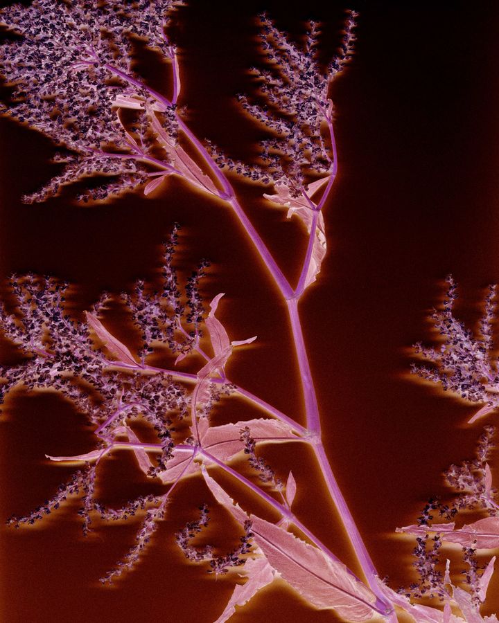 Photographie de Marine Lanier, "L'Herbier #2", issue de la série "Le Jardin d'Hannibal", 2023, exposée aux Rencontres de la photographie d'Arles 2024. (MARINE LANIER)