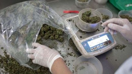 Une employée d'un laboratoire pèse du cannabis à usage médical à Safed, au nord d'Israël, le 1er novembre 2012. (AFP/MENAHEM KAHANA)