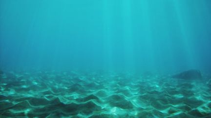 Des chercheurs ont découvert pour la première fois des microplastiques dans les entrailles de mini crustacés vivant à près de 11 km de profondeur. (ALEXANDRE LUZ / EYEEM / AFP)