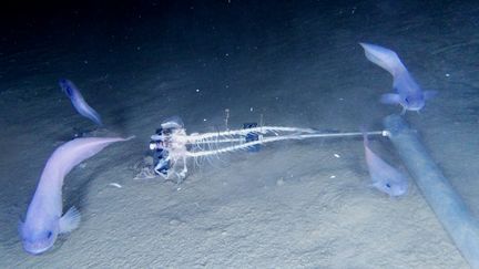 Des poissons-limaces, filmés par une équipe de chercheurs, dans la fosse d'Atacama, dans le Pacifique. (UNIVERSITY OF NEWCASTLE / AFP)