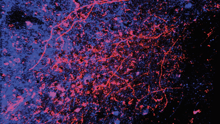 Les neurones qui se projettent vers la zone tegmentale ventrale (en bleu) - une région du cerveau associée au plaisir et à la récompense - reçoivent, à leur tour, des projections des neurones de la moelle épinière (en rouge) qui reçoivent eux-mêmes une entrée tactile, révélant un contact direct entre la peau et la récompense et le circuit cérébral chez la souris. (ABDUS-SABOOR LAB / ZUCKERMAN INSTITUTE)