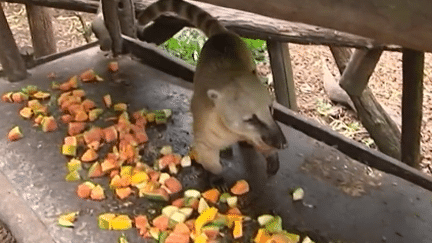 Dans la peau d'un soigneur animalier