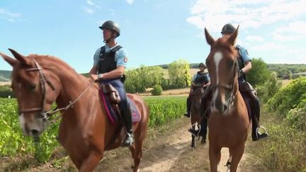 Vendanges : des gardes républicains pour protéger les vignes