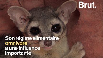 Surnommé "le rat des mineurs", le Bassaris rusé vit au Mexique et dans le sud des États-Unis.