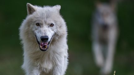 Mi-août, deux autres loups avaient déjà été tués dans les mêmes circonstances&nbsp;en Savoie. (JOE KLAMAR / AFP)