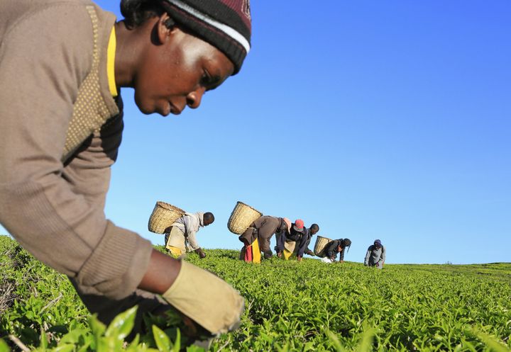 Une femme récolte dans une plantation de thé dans les collines de Nandi (Kenya) le 5 novembre 2014. (NOOR KHAMIS / X02441)