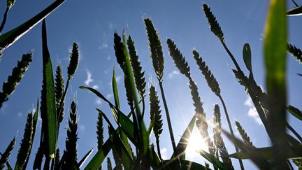 Des plants de blé sous le soleil à Hédé-Bazouges, dans la banlieue de Rennes, dans l'ouest de la France, le 17 mai 2022. (DAMIEN MEYER / AFP)