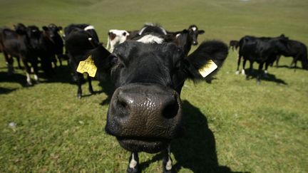 Des vaches dans un p&acirc;turage en Californie (Etats-Unis), le 23 mars 2007. (MIKE BLAKE / REUTERS)