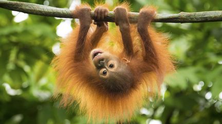 Un bébé orang-outan s'accroche à une branche d'arbre à Singapour, le&nbsp;5 novembre 2014. (MAXPPP)