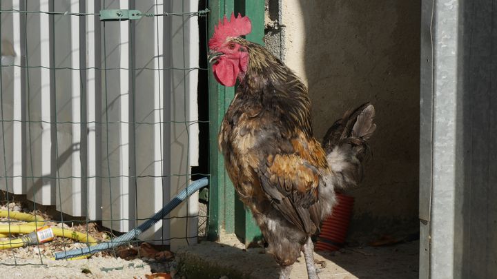 Coq chantant (même si vous n'avez pas le son...) (ISABELLE MORAND / RADIO FRANCE / FRANCE INFO)