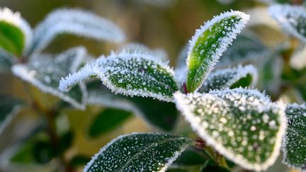 Une plante couverte de gel, le 4 décembre 2019, en Ille-et-Vilaine. (DAMIEN MEYER / AFP)