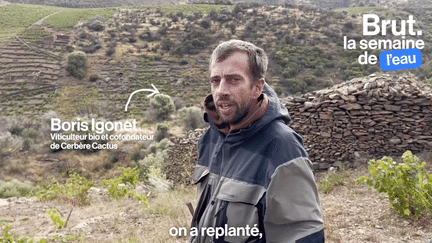 "Quand on plante de la vigne, elle meurt, il y a quelque chose qui a changé…" Boris Igonet, viticulteur bio, a décidé de faire pousser des cactus pour remplacer sa vigne qui meurt face au réchauffement climatique.