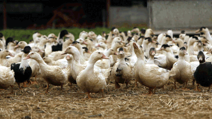 &nbsp; (Elevage de canards à Mont-de-Marsan © SIPA/ SAURA PASCAL)