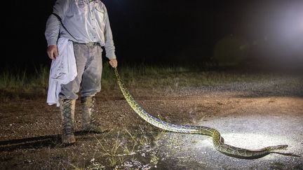 Grand python chassé le 13 août 2022 lors du concours Florida Python Challenge, qui contribue à protéger l'habitat rare des Everglades contre les serpents envahissants et non indigènes. (CRISTOBAL HERRERA-ULASHKEVICH / EPA/ MAXPPP)