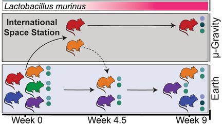 Des souris ont séjourné dans l'espace pendant plus d'un mois, et l'analyse de leurs selles, de retour sur Terre, a permis à deux microbiologistes de faire une découverte étonnante. (Graphique d'illustration de l'étude) (CELL REPORTS)