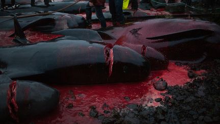 Une baleine &eacute;ventr&eacute;e dans la chasse organis&eacute;e aux &icirc;les F&eacute;ro&eacute; (Danemark).&nbsp; (BENJAMIN RASMUSSEN)