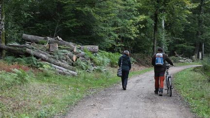 Des souches de chênes dans la forêt d'Eichwald à Mullenheim (Allemagne). (VINCENT VOEGTLIN / MAXPPP)