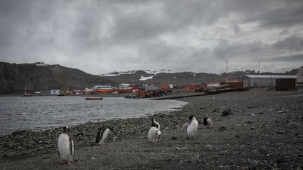 Les&nbsp;scientifiques utilisent les manchots pour explorer les espaces sous la glace&nbsp;et accéder à des données scientifiques précieuses. (SEBNEM COSKUN / ANADOLU AGENCY VIA AFP)