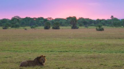 Au Mozambique, un milliardaire américain a décidé de mettre sa fortune au service des animaux sauvages du parc&nbsp;Gorongosa.&nbsp;Il y a 45 ans, à la&nbsp;fin de&nbsp;la guerre civile, le parc était un champ de&nbsp;ruines.&nbsp;Aujourd’hui, c’est un laboratoire à ciel ouvert comprenant une centaine d’espèces animales. (FRANCE 2)