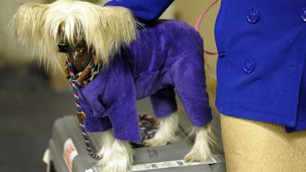 Avant de devenir ce concours mondialement connu, ce rendez-vous &eacute;tait celui de chasseurs qui se r&eacute;unissaient r&eacute;guli&egrave;rement dans un bar de Manhattan pour raconter leurs exploits et comparer les talents de leurs chiens respectifs. (TIMOTHY A. CLARY / AFP)