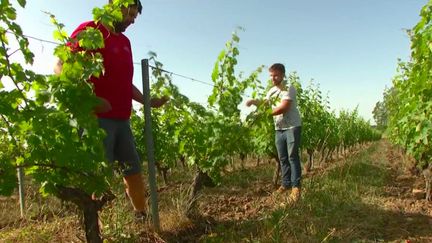 Chaleur : une chaleur inédite à Saumur