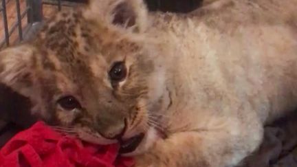 Capture d'écran d'une vidéo du lionceau découvert dans une voiture le 12 novembre 2018, diffusée par 30 Millions d'amis. (FONDATION 30 MILLIONS D’AMIS / AFP)