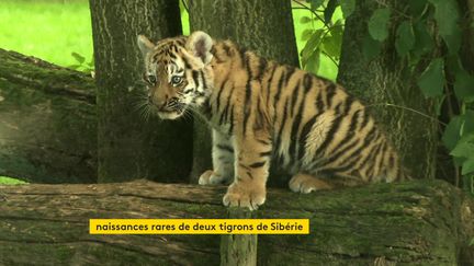 Naissance rare de deux tigrons au zoo de la Bourbansais, en Ille-et-Vilaine (France 3 Bretagne)