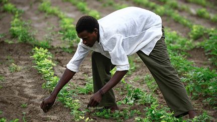 Les professionnels du secteur s'interrogent sur le bien-fondé de cette mesure, et se pose la question de savoir si l'ensemble du gouvernement partage ce choix. Pour beaucoup, c'est un choc car ils n’ont pas été prévenus de cette transition et considèrent que le secteur n'est pas préparé. Ils ont perdu d'importants marchés. Mais face à cette levée de boucliers, M. Madani assure qu'il s'agit d'une "décision s'inscrivant dans le cadre de la politique gouvernementale".&nbsp; &nbsp; (ASHRAF SHAZLY / AFP)