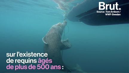 Selon certains articles, un requin du Groenland aurait fêté ses 512 ans, une information jugée fallacieuse par la communauté scientifique.&nbsp; (BRUT)