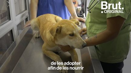 Son objectif : soigner les chiens errants et encourager l'adoption responsable.