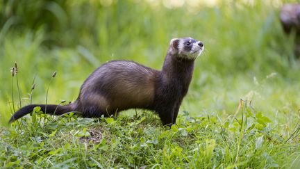 Les principales menaces pesant sur le Putois d’Europe sont la disparition des zones humides, les remembrements et la raréfaction du lapin de garenne ou des amphibiens qui peuvent constituer ses proies. Lespèce est classé en "quasi menacé".&nbsp; (MCPHOTO / BLICKWINKEL / AFP)