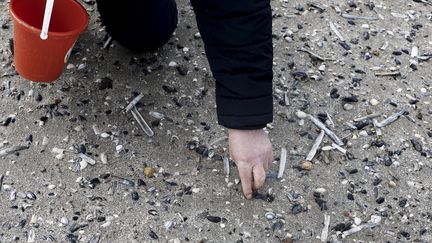 Un bénévole ramasse des coquillages à Middelkerke (Belgique), le 25 mars 2023. (KENZO TRIBOUILLARD / AFP)