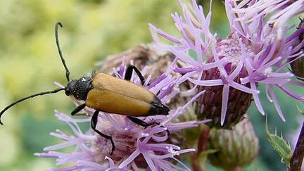 Manger des insectes permettra la survie de l'espèce humaine ( Vassil /Wikimedia Commons)