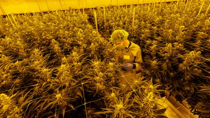 À Dresde, dans l'est de l'Allemagne, l'entreprise pharmaceutique allemande Demecan exploite la plus grande production en intérieur de cannabis pour un usage thérapeutique d'Europe, le 28 novembre 2022. (JENS SCHLUETER / AFP)