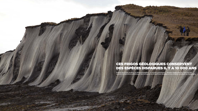 &nbsp; (Ces falaises de pergélisol, dévoilent des restes très bien conservés. © Géo  Jean-François Lagrot)