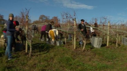 Hiver : le pacherenc, précieux nectar des vendanges tardives (FRANCE 2)