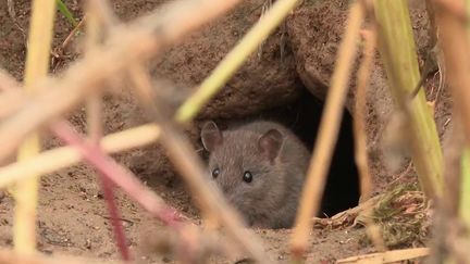 Nantes, Strasbourg ou Rouen font la guerre aux rats (CAPTURE D'ÉCRAN FRANCE 3)