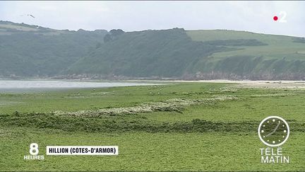 La plage d'Hillion, recouverte d'algues vertes. (France 2)