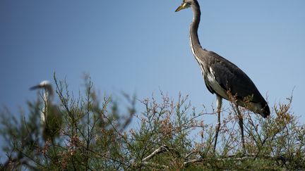 Environment: the biodiversity lottery arrives on October 23.  Illustrative photo of a gray heron in the Camargue in June 2023. (JEAN MARC FERRE / MAXPPP)