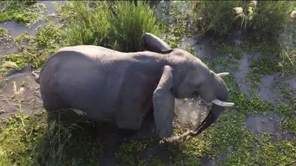 Animaux : au Zimbabwe, les éléphants menacent la vie des hommes