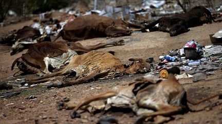 et les chèvres errent à la recherche de nourriture. La terre se craquelle à cause de la sécheresse qui sévit depuis cinq ans. 2016 a été la pire année. Le réservoir de Boqueirao, qui dessert la ville de Campina Grande et ses 400.000 habitants, est pratiquement vide. Edivaldo Brito, un agriculteur, raconte «Nous avons tout perdu: les bananes, les haricots, les pommes de terre. Nous devons marcher 3 kilomètres juste pour laver nos vêtements». (Ueslei Marcelino / Reuters)