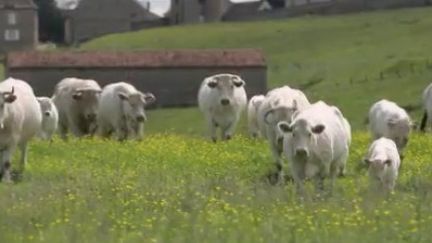 Cette semaine, les équipes de France 2 vous font découvrir les plus beaux marchés français. Lundi 31 mai, cap sur celui de Saint-Christophe-en-Brionnais, en Bourgogne. Il s’agit de l’un des plus anciens marchés aux bestiaux de France. (FRANCE 2)