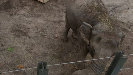 Happy,&nbsp;l’éléphante star du zoo du Bronx sur la compte Instagram de&nbsp;NHRP,&nbsp;Nonhuman rights project.&nbsp; (CAPTURE D'ÉCRAN)