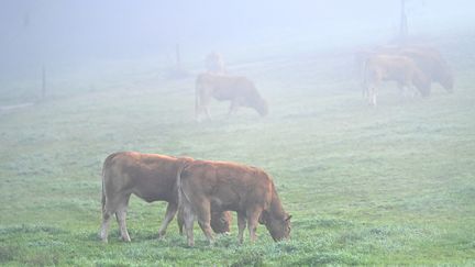 Les vaches notamment ruminent et rejettent du méthane, un gaz à effet de serre 25 fois plus puissant que le CO2. (Photo d'illustration, le 4 novembre 2024). (CHARLY JURINE PRO / MAXPPP)