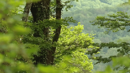 Franche-Comté : de nouvelles essences d'arbres mieux adaptées au réchauffement climatique dans les forêts