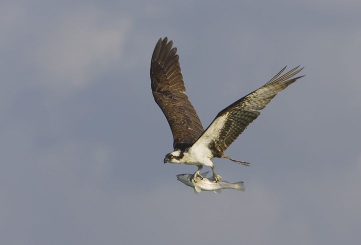 Un balbuzard pêcheur pris en photo en action de pêche au large de&nbsp;l'Île de Sanibel, en Floride, en 2009. (MELVIN GREY / MAXPPP)