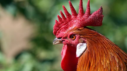 Un coq, à Montbéliard (Doubs), le 10 juillet 2019. (LIONEL VADAM  / MAXPPP)