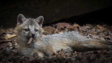 Ce renard gris qui semble fumer le cigare a été immortalisé en Virginie (États-Unis) par Dakota Vaccaro, qui remporte, comme une dizaine d'autres photographes, les félicitations du jury des Comedy Wildlife Photography Awards 2023. (DAKOTA VACCARO)