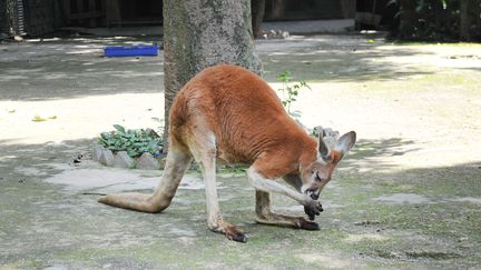 Un kangourou dans le zoo de Fuzhou, en Chine, le 18 avril 2018. (QI PENG / IMAGINECHINA)